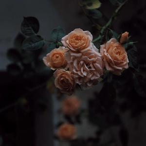 调教势性交喷水內射叫床免费视频
